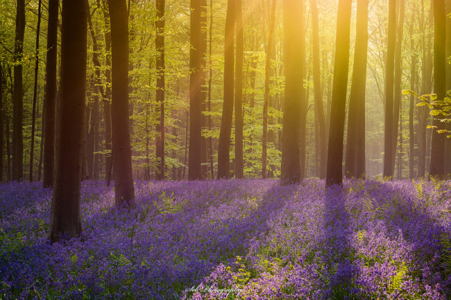 Hallerbos Bois Halle Jacinthe