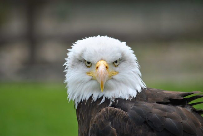 Pygargue tête blanche