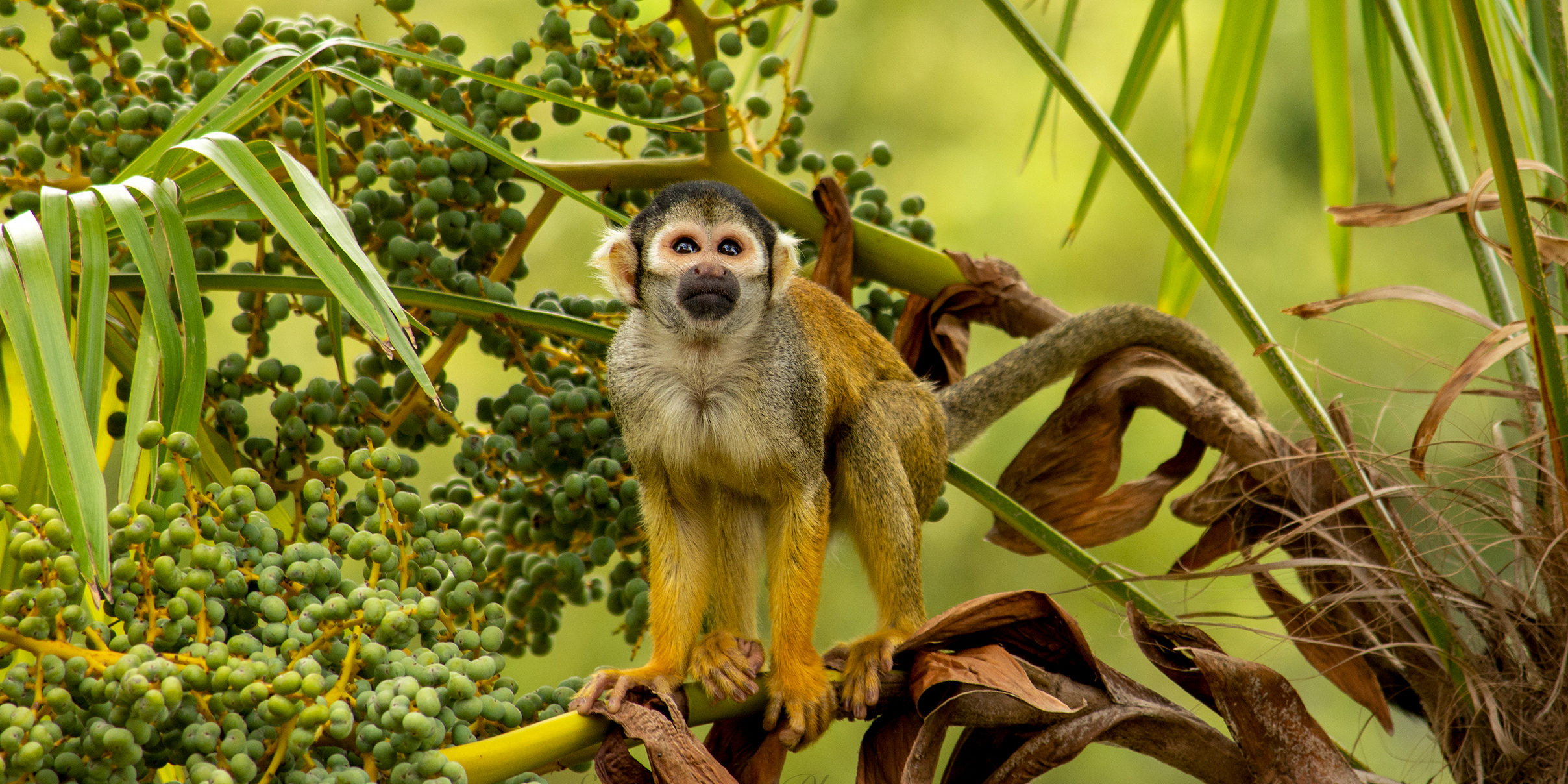 stage photo Pairi Daiza