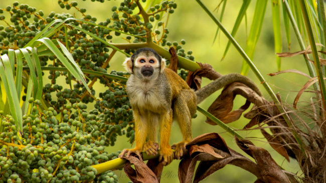 saimiri stage photo Pairi Daiza
